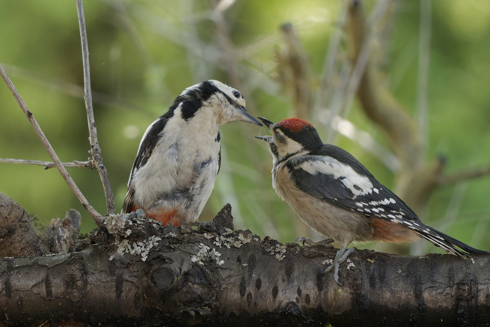 Glücksmoment in meinem Garten