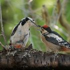 Glücksmoment in meinem Garten