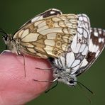 Glücksmomente, Paarung der Schachbrettfalter auf meinem Zeigefinger