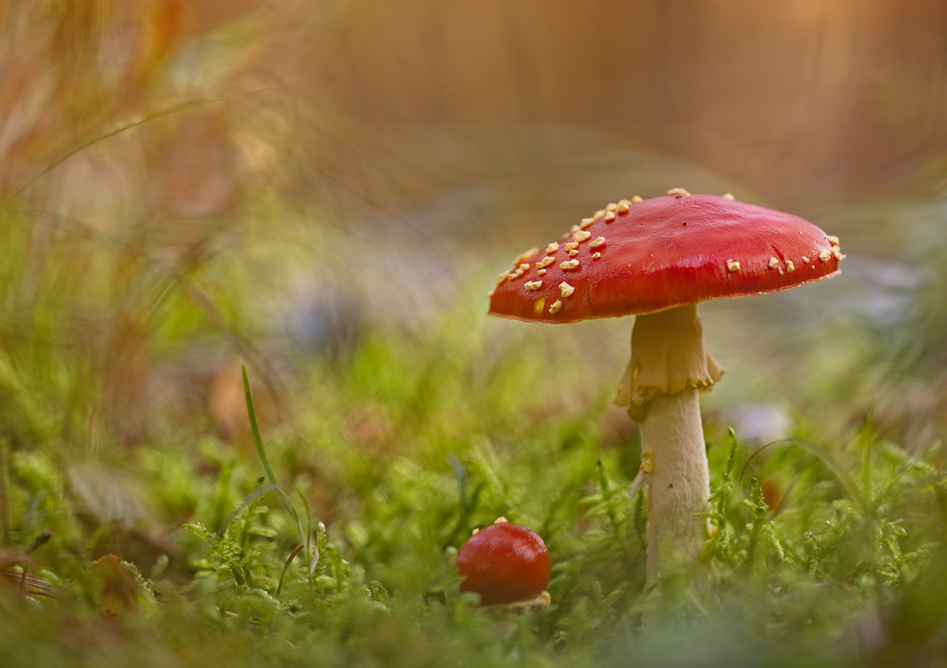 Glückspilze -zwei rote Farbtupfer am Waldboden