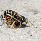 "Glücksritter" auf der Beute der Kreiselwespe