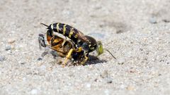 "Glücksritter" auf der Beute der Kreiselwespe