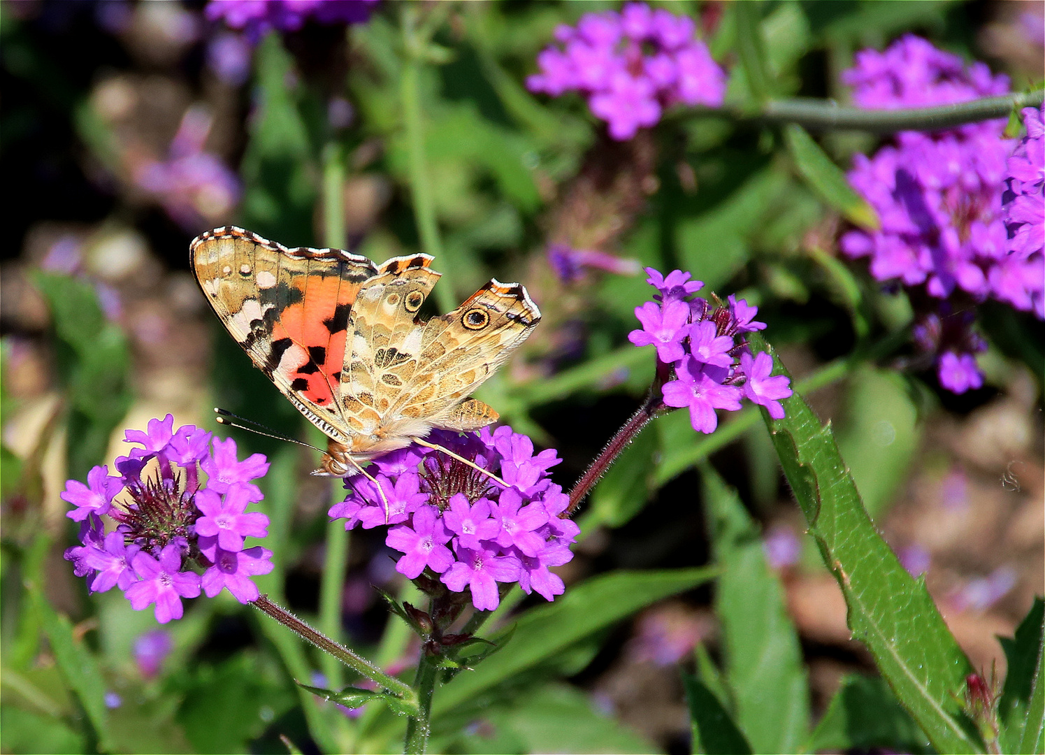 °° Glücksschmetterling °°