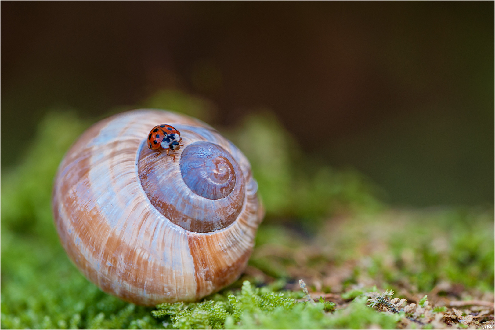 Glücksschnecke