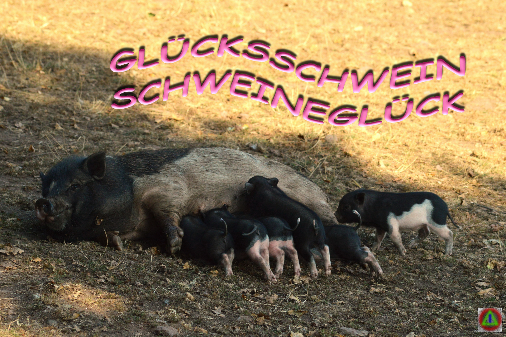 GLÜCKSSCHWEIN SCHWEINEGLÜCK