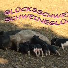 GLÜCKSSCHWEIN SCHWEINEGLÜCK