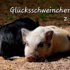 Glücksschweinchen 2023