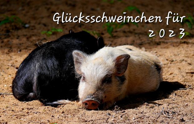 Glücksschweinchen 2023