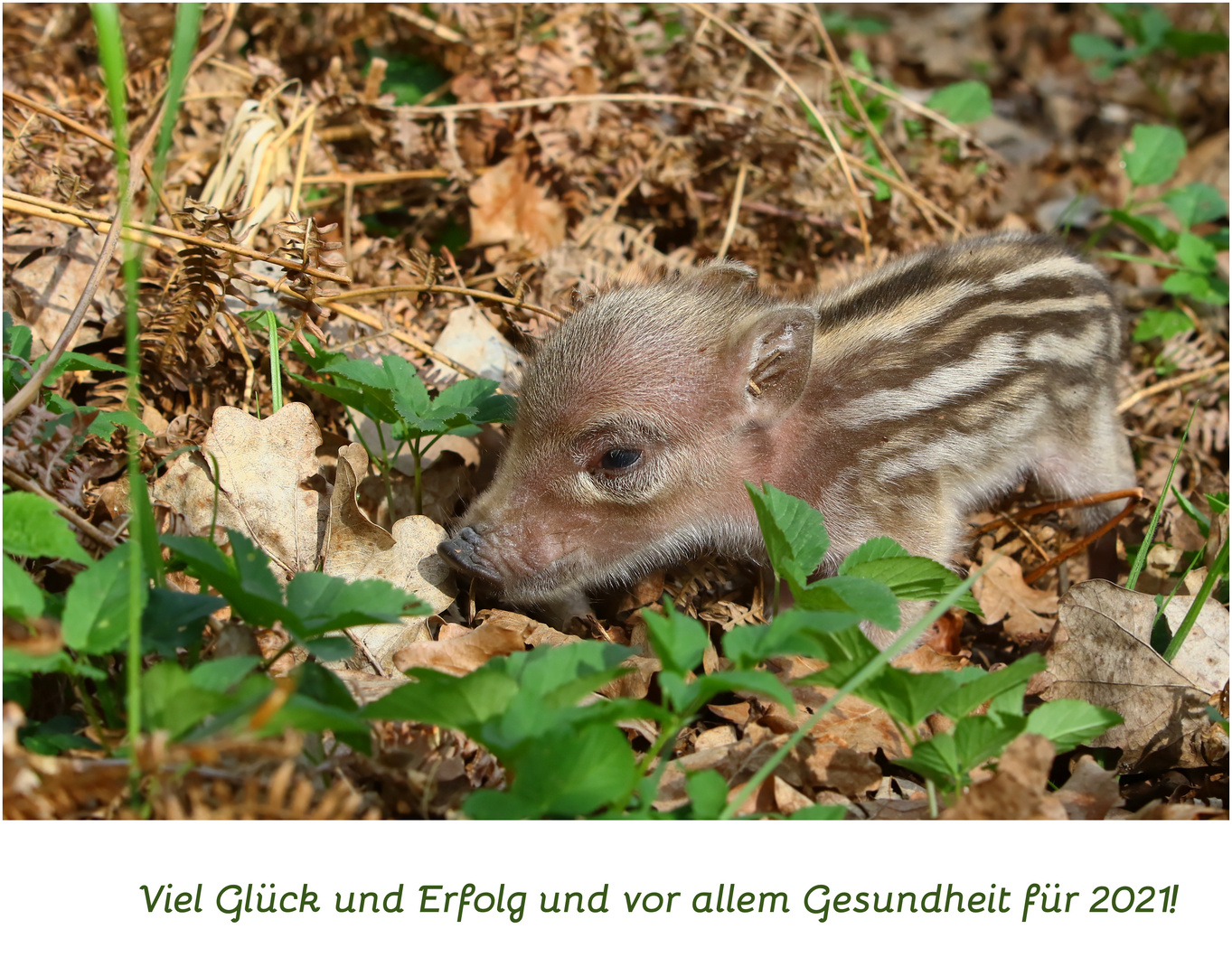 Glücksschweinchen.. Ferkel... Alles Gute! 