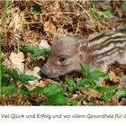 Glücksschweinchen.. Ferkel... Alles Gute! 