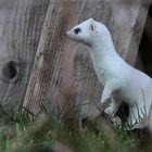 Glückstag - ein Hermelin, Dettingen a.d.Erms, Biosphärengebiet schw. Alb