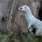 Glückstag - ein Hermelin, Dettingen a.d.Erms, Biosphärengebiet schw. Alb