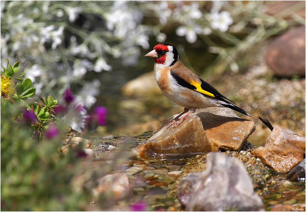 Glückstreffer am Gartenteich Foto & Bild tiere, wildlife, wild