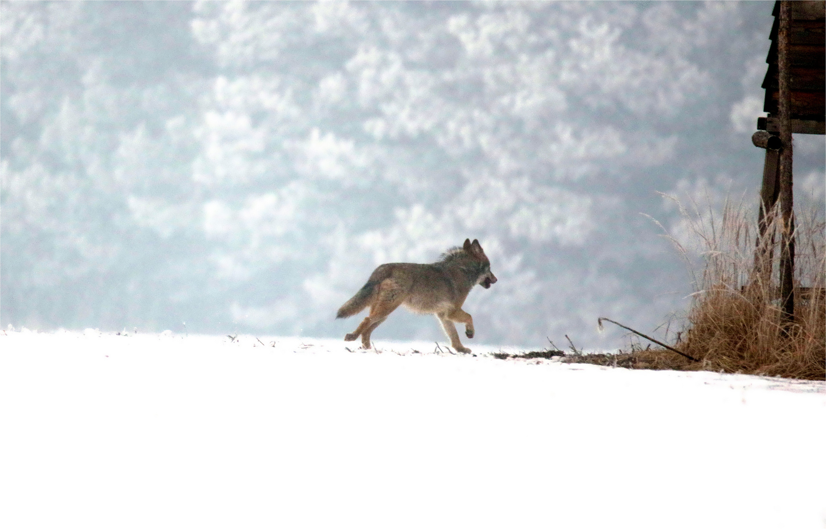 Glückstreffer - Dokumentation - Wilde Wölfe (Canis lupus) in der Oberlausitz -