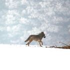 Glückstreffer - Dokumentation - Wilde Wölfe (Canis lupus) in der Oberlausitz -