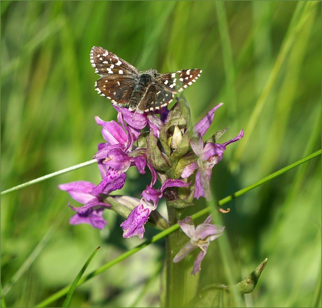 Glückstreffer - Orchidee mit kleinem Würfeldickkopffalter