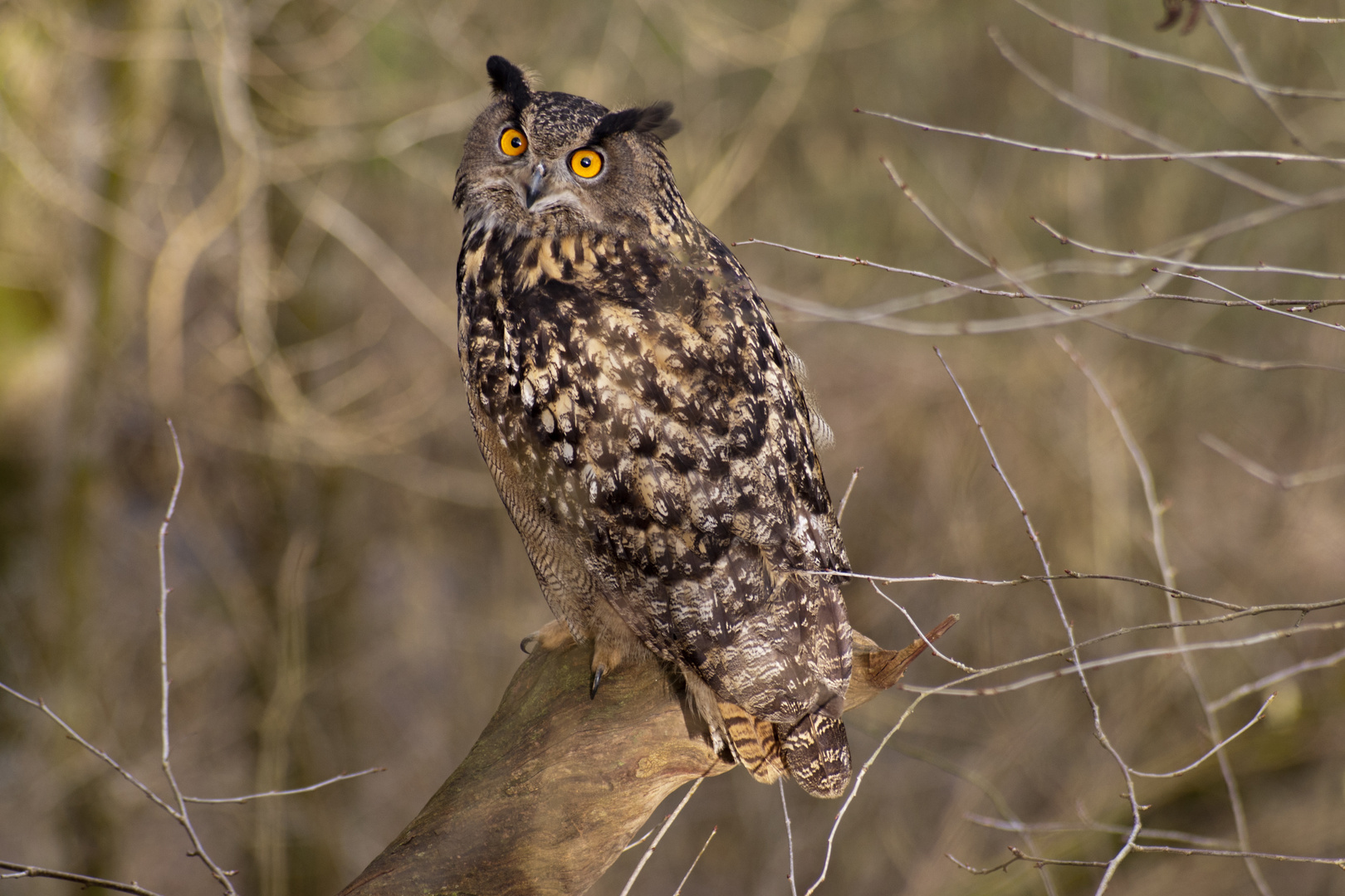 Glückstreffer, wildlife