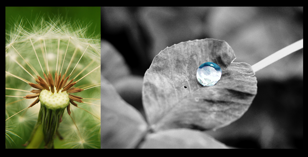 glückstropfen&pusteblume