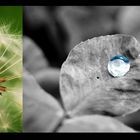 glückstropfen&pusteblume