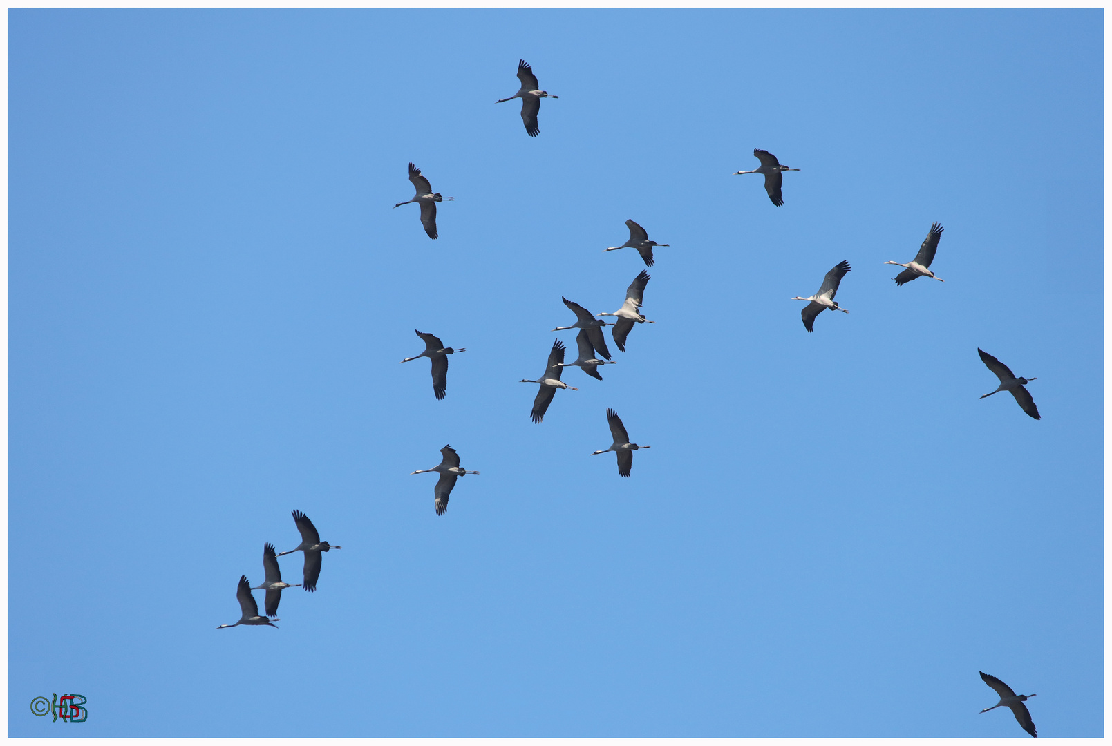 Glücksvögel Samstag 16. Februar 2019 12:33