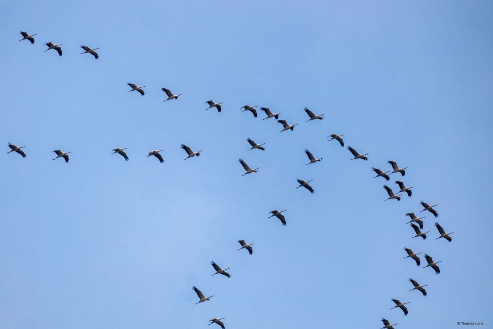 "Glücksvögel" über Kassel