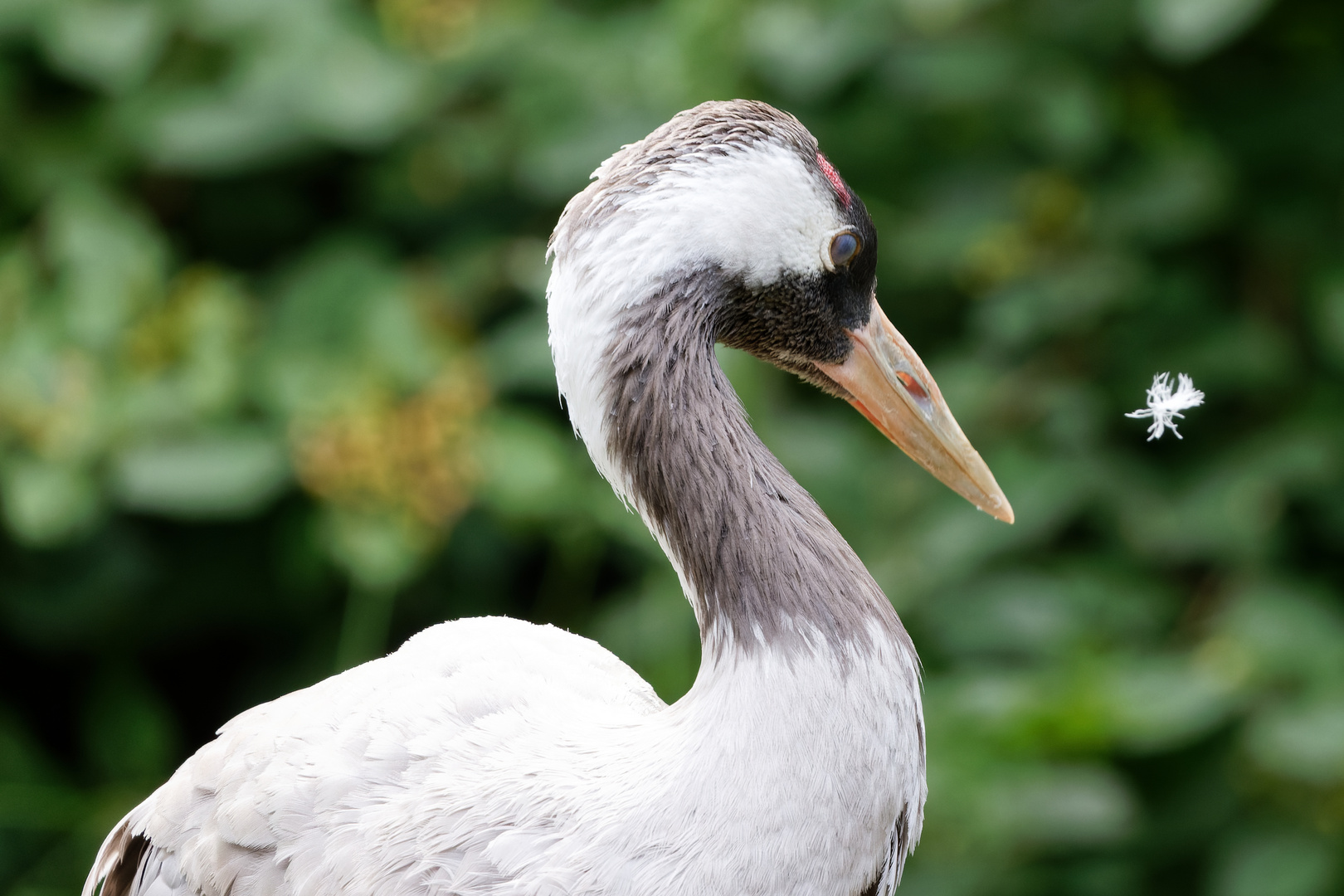 Glücksvogel