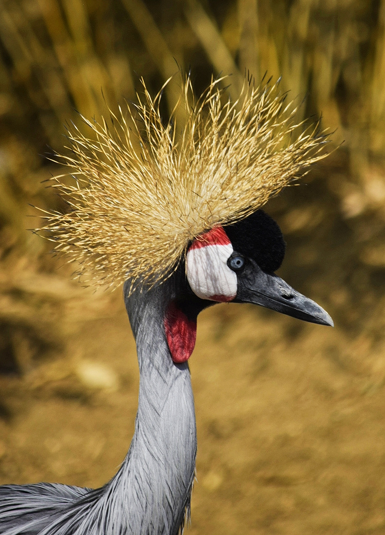 Glücksvogel 