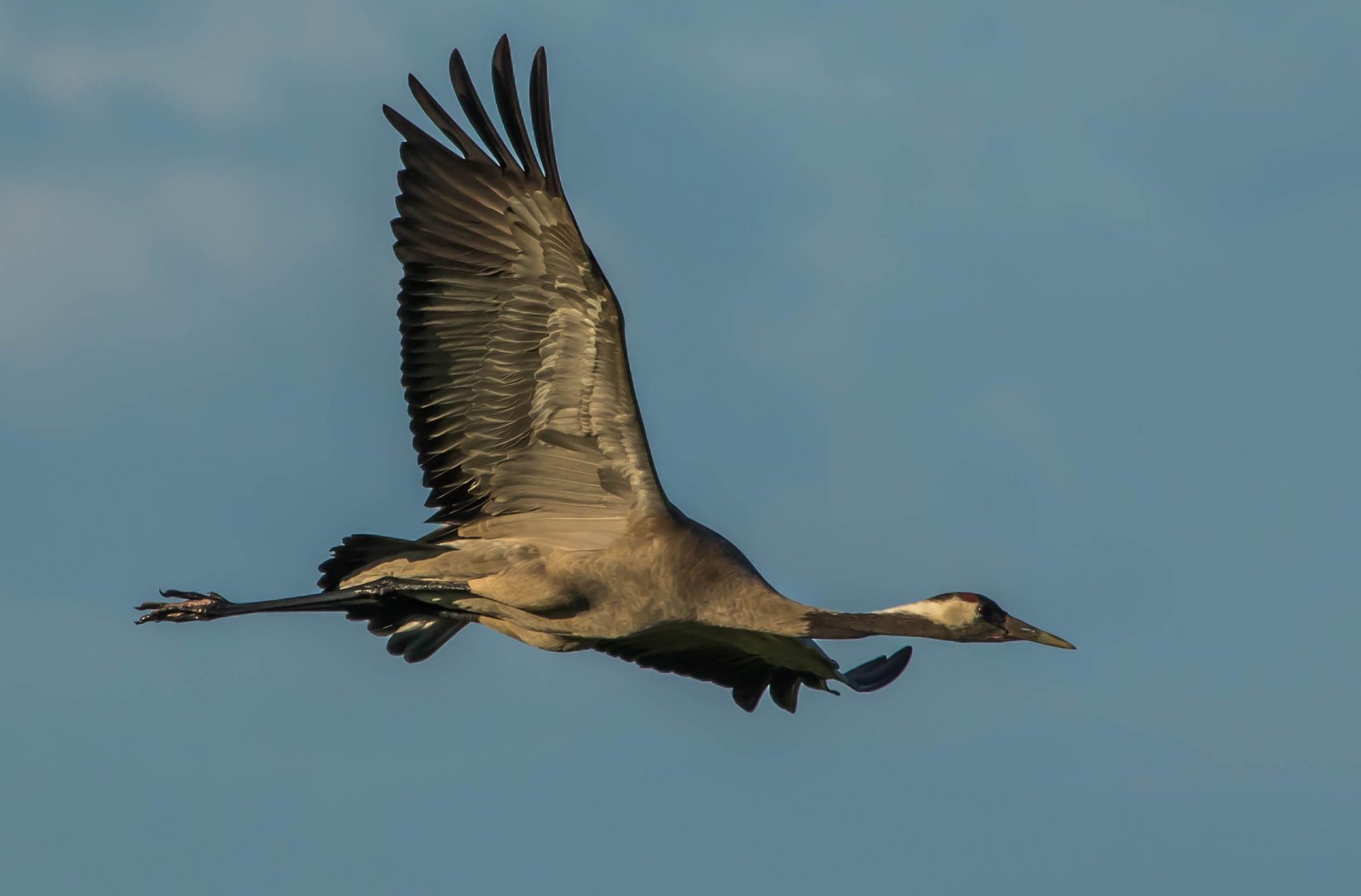 Glücksvogel