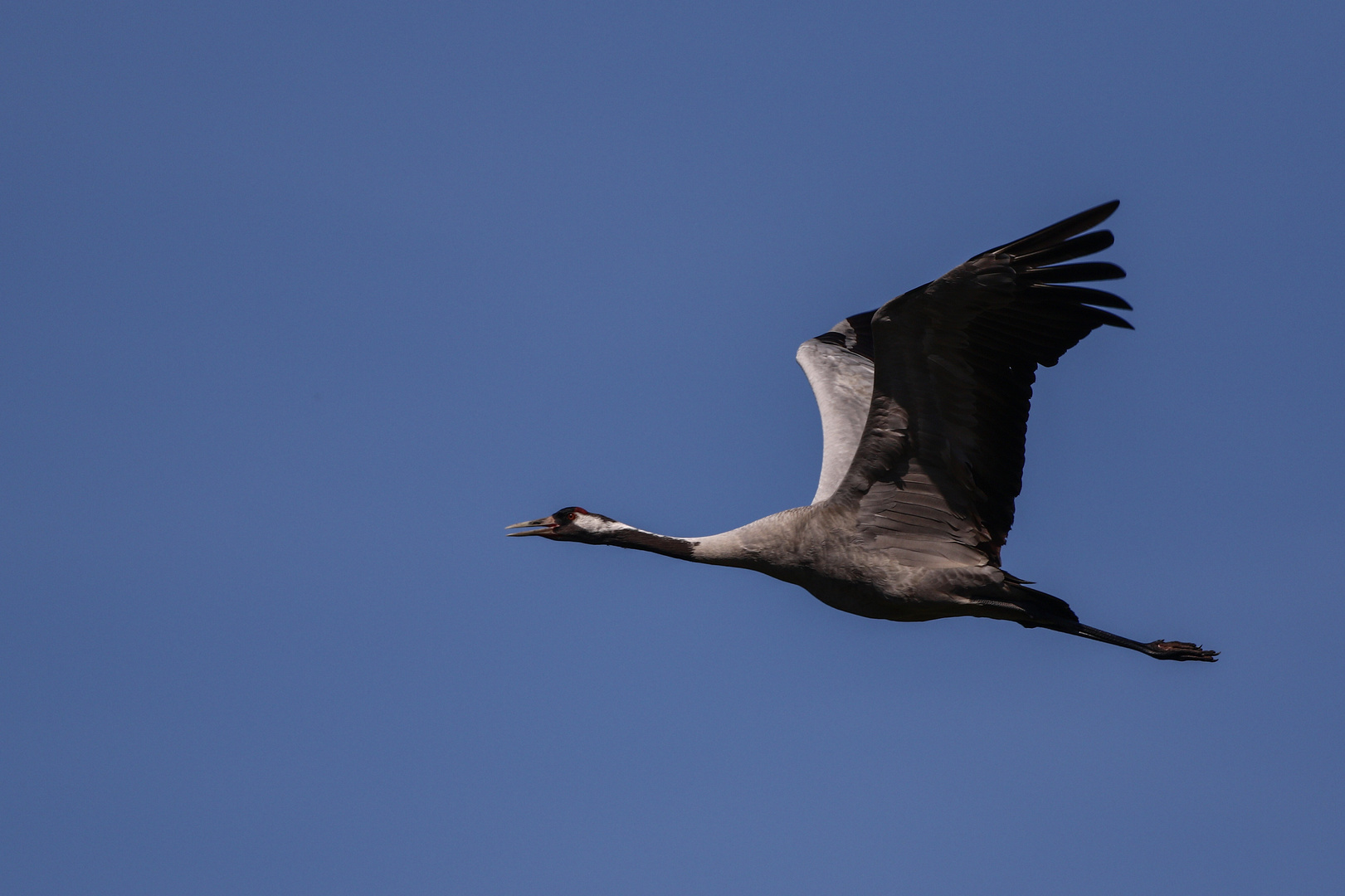 Glücksvogel