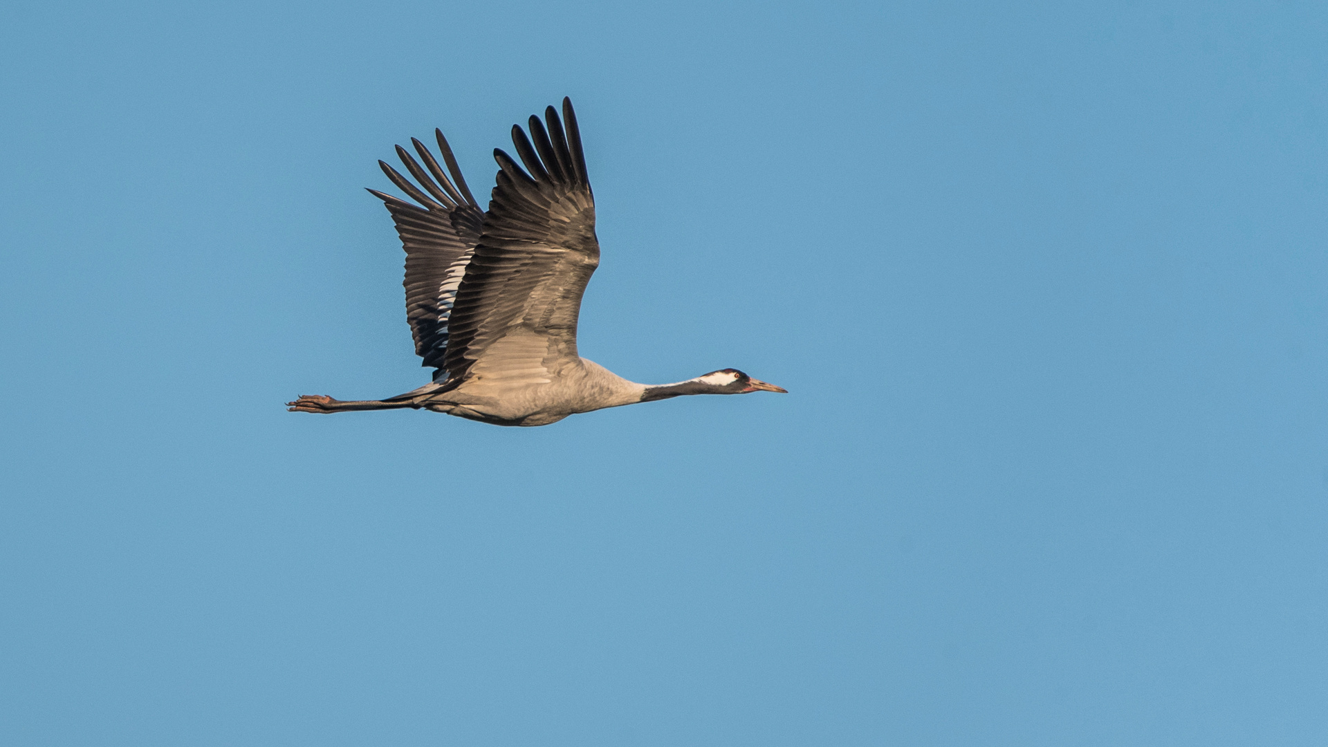 + + +   Glücksvogel   + + +