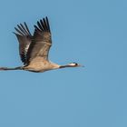 + + +   Glücksvogel   + + +