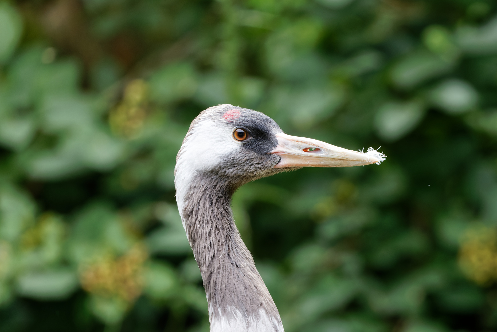 Glücksvogel