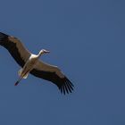 Glücksvogel im Anflug