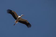 Glücksvogel im Anflug