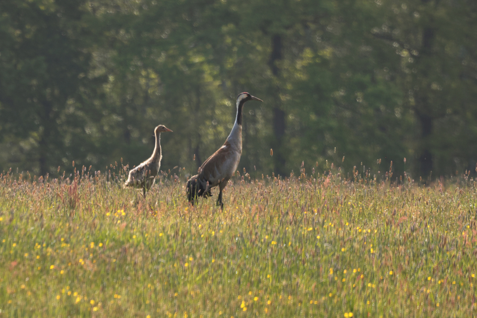 Glücksvogel mit Nachwuchs