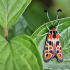 Glückswidderchen (Zygaena fausta)