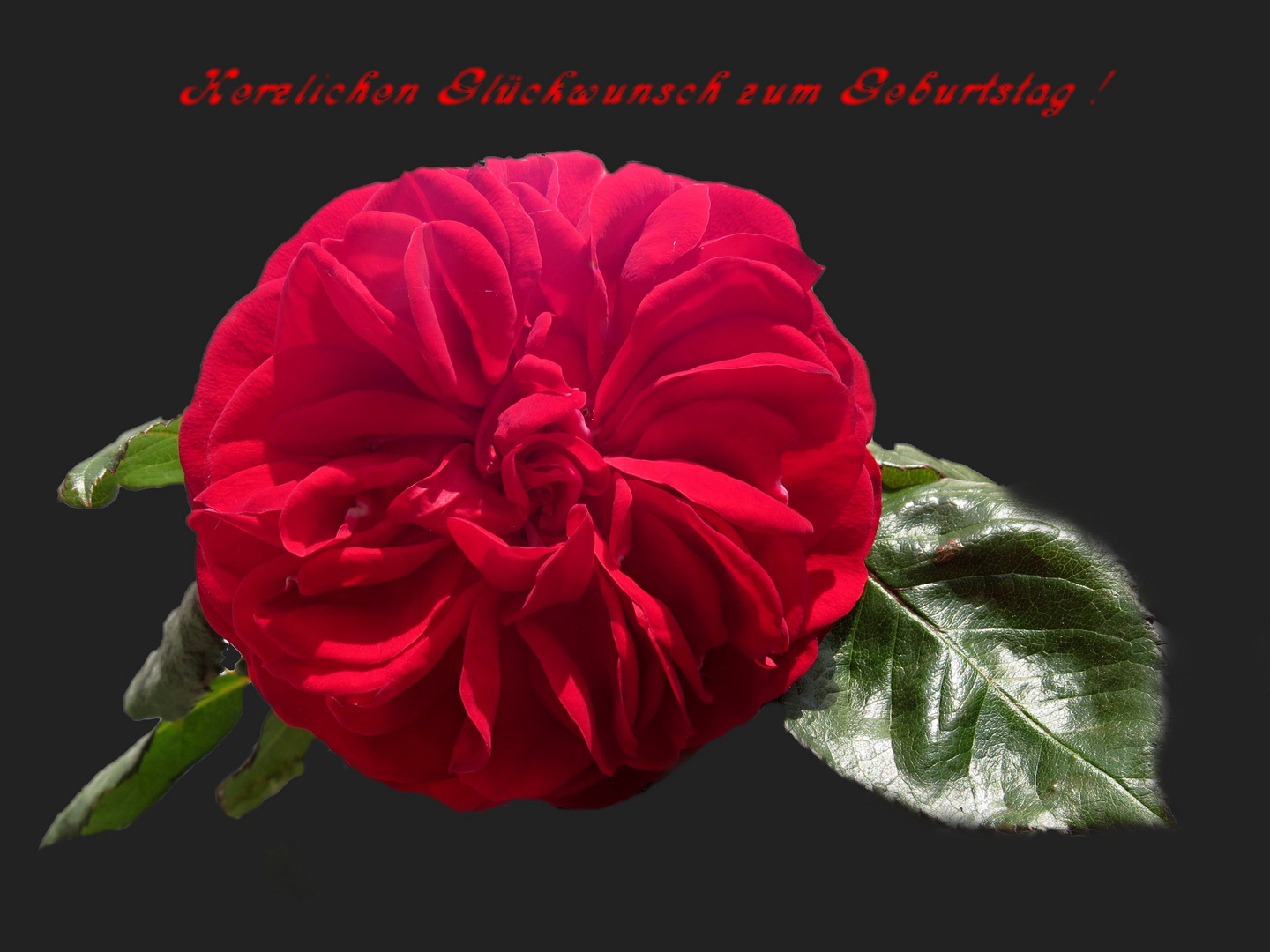 Gluckwunsche Zum Geburtstag Fur Inge Stuwe Foto Bild Spezial Blumen Geburtstag Bilder Auf Fotocommunity