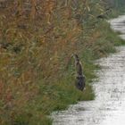 Glückwunsch an Buteo!