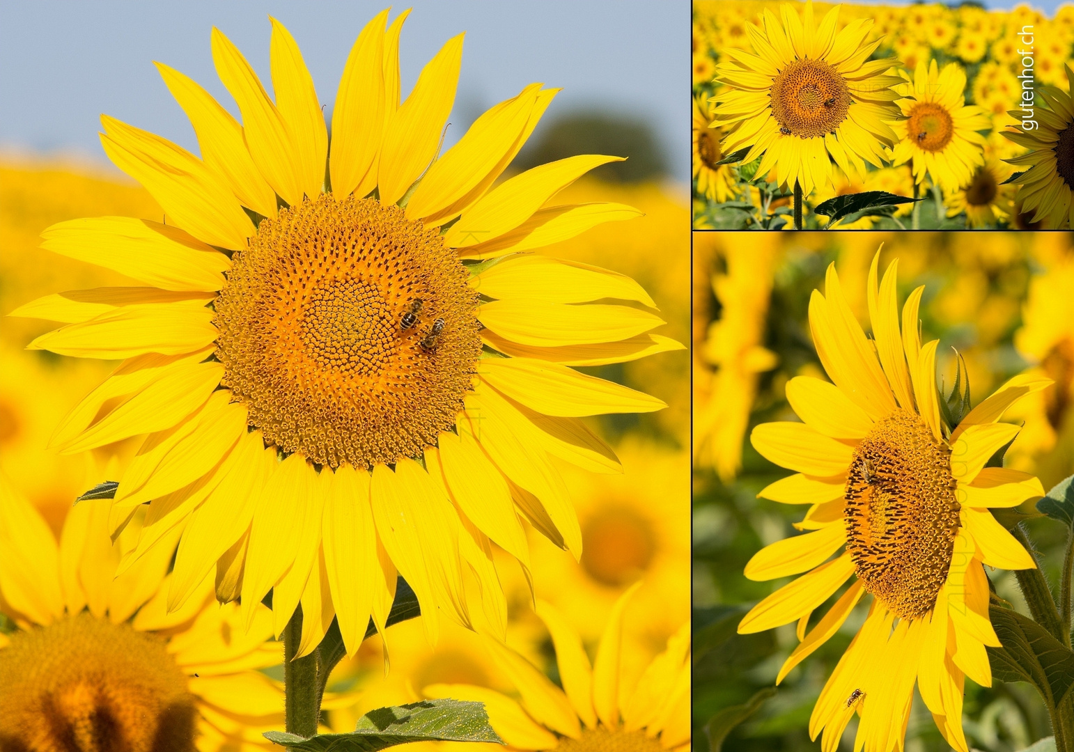 Glückwunschkarte mit Sonnenblumen