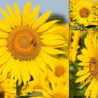 Glückwunschkarte mit Sonnenblumen