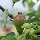 (Glüh)Birne im Regen