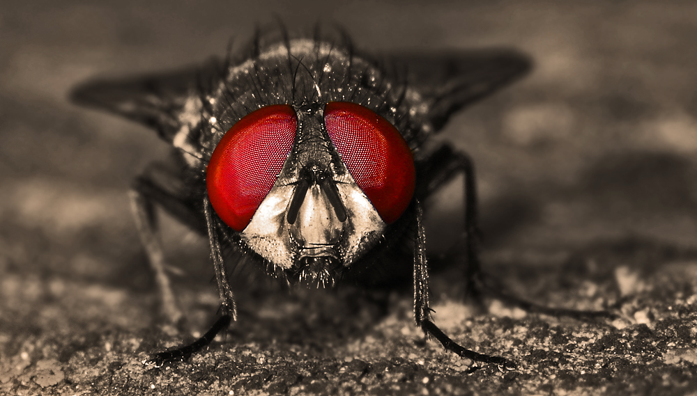 GLÜHENDE AUGEN - ein Colorkey - Bild