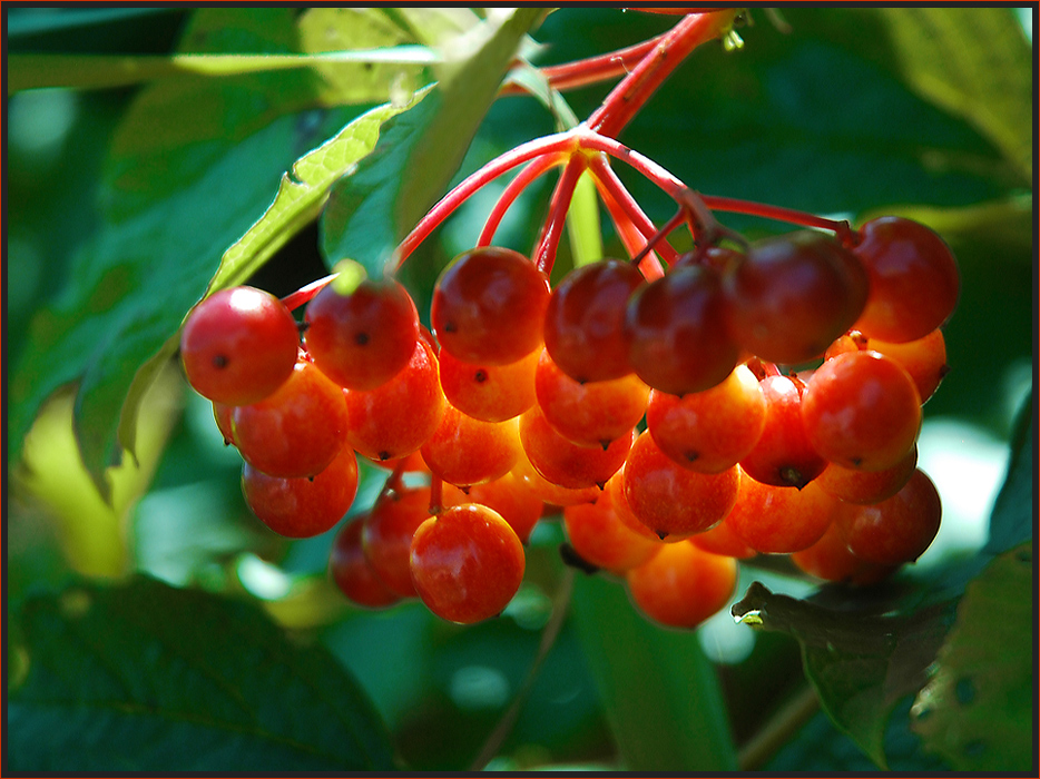 Glühende Beeren....