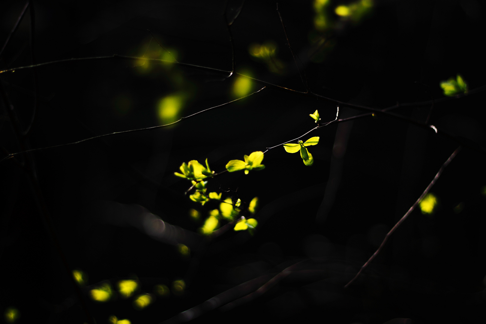 glühende Blätter - leaf glow