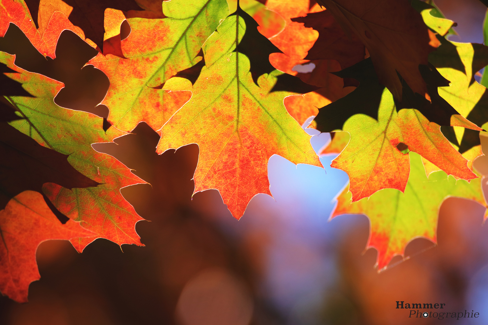 Glühende Herbstblätter