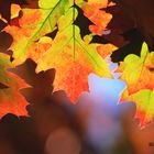 Glühende Herbstblätter