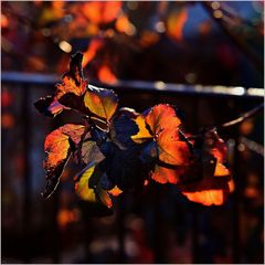 Glühende Herbstfarben