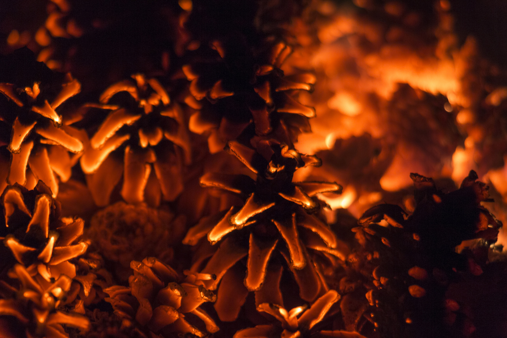 Glühende Kiefernzapfen im Osterfeuer