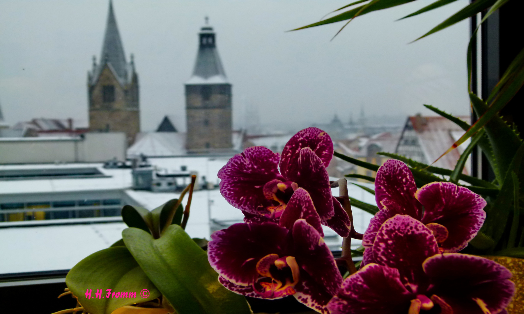 Glühende Orchidee im Winter in Erfurt Foto & Bild pflanzen, pilze