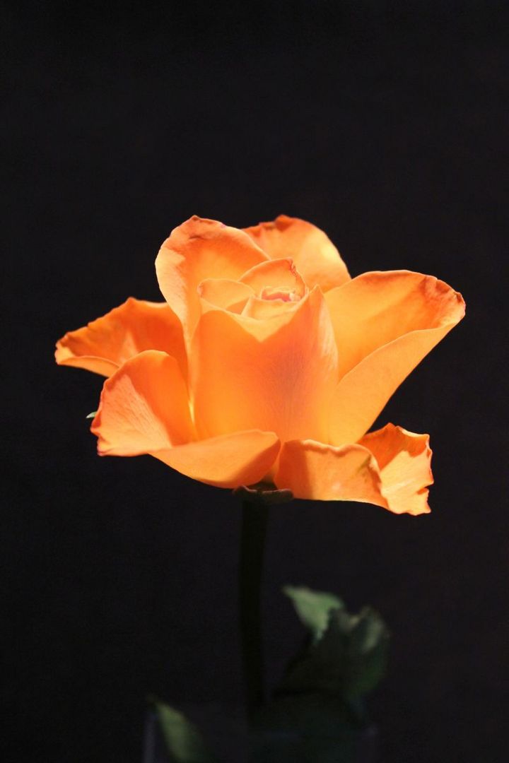 Glühende Rose